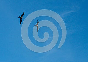 Seagull Flying over a blue Sky photo