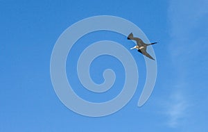 Seagull Flying over a blue Sky photo