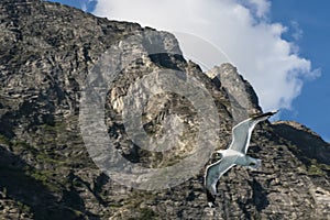 Seagull flying over a cruise on the Bergen fjord, Norway photo