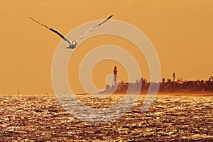 Seagull flying over Deerfield beach photo