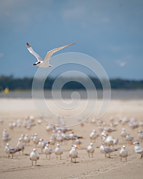 Seagull flying over a flock of birds on the coast of Tybee Island,  South Carolina, Georgia, USA