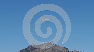 Seagull flying over the hills