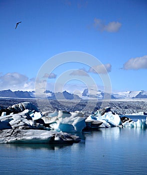 Gaviota volador a través de glaciar 