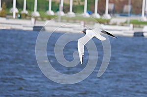 A seagull flying over Lake Malta in Pozna? (Poland) photo