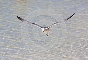 Seagull Flying Over Little Stirrup Cay Waters