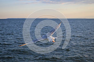 Seagull flying over the ocean