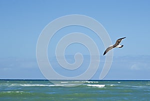 Seagull flying over the ocean