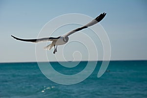 Seagull flying over the ocean on a cuba beach photo