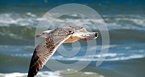 Seagull flying over the ocean surf.