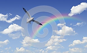 Seagull flying over rainbow with white clouds and blue sky, Free