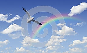 Seagull flying over rainbow with white clouds and blue sky, Free photo