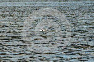 A seagull flying over the Rappahannock River in Eastern Virginia