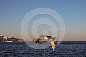 Seagull flying over the river at sunset.