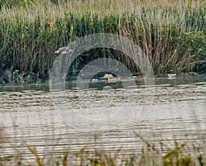 Seagull flying over river