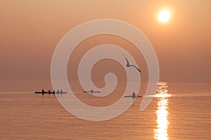 Seagull Flying over Rowing Team Training over Shimmering Lake at Sunset