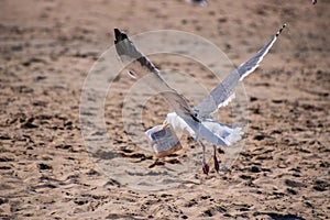 Seagull flying over the sand at the beach with a plastic box of trash in its mouth.