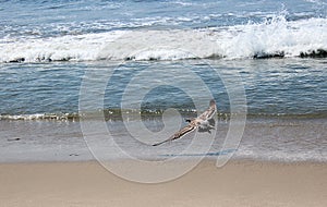 Gaviota volador través de Playa 