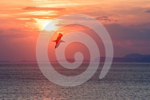 Seagull flying over the sea