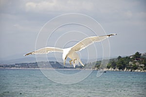 Seagull flying
