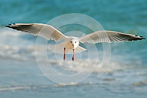 Seagull flying over the sea photo