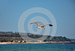 Seagull flying over the sea