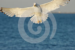 Seagull flying over the sea against a blue sky