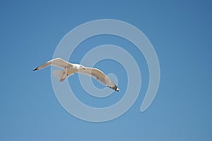 Seagull flying over the sea against a blue sky