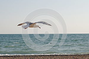 Seagull flying over the sea against a blue sky