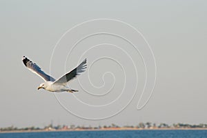 Seagull flying over the sea against a blue sky