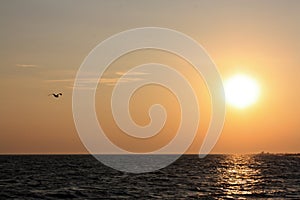 Seagull flying over the sea on the background of sunset