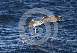 Seagull flying over the sea in Cape Town