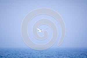 Seagull flying over the sea on a blue sky