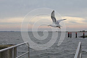 Seagull flying over Sea