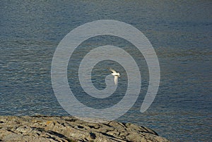 Seagull flying over the sea at the coast of Torget island on sunny summer day