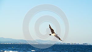 Seagull flying over the sea