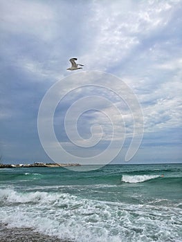 seagull flying over the sea