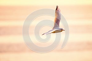 A seagull flying over the sea at sunrise