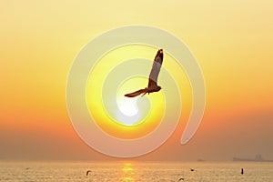 Seagull flying over sea