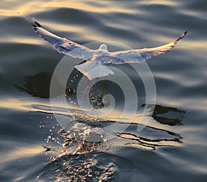 Seagull flying over sea