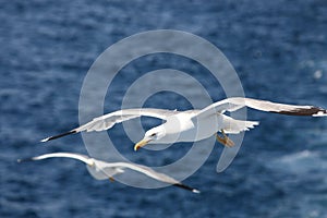 Seagull Flying over Sea