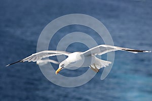 Seagull Flying over Sea