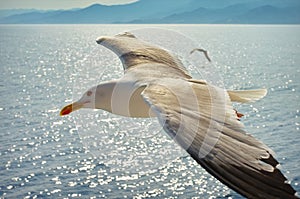 Seagull flying over the sea - Thassos Island, Greece. Summer seascape