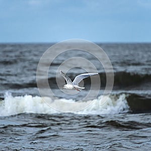 Seagull flying over the sea waves hunting for fish.