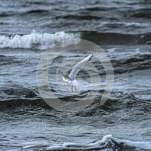 Seagull flying over the sea waves hunting for fish.