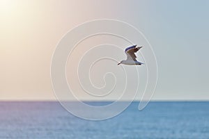 Seagull flying over the sea, wild life at sunrise