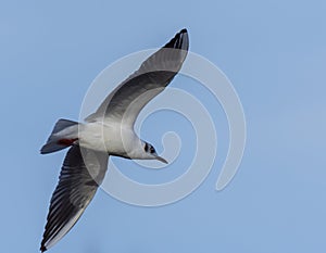 Seagull flying over in search of food