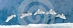 Seagull Flying Over Snow