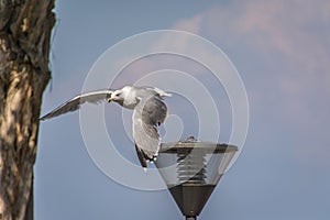 Seagull flying over street lamp on bright sunny day photo