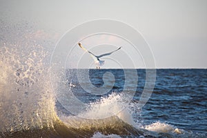 Seagull flying over the sunlit splash of wave