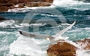 Seagull flying over surf